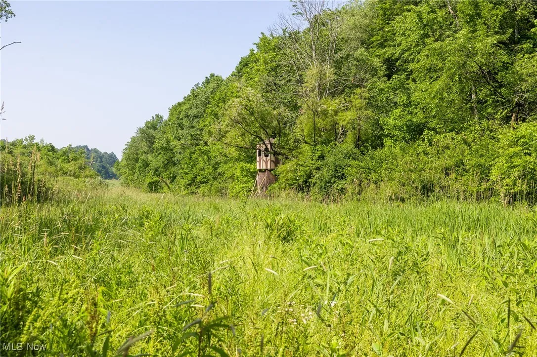 View of woods