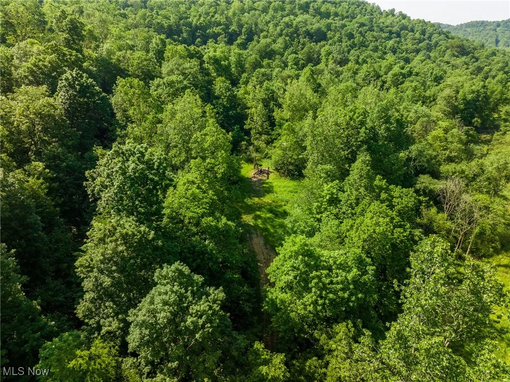 Aerial view of a forest