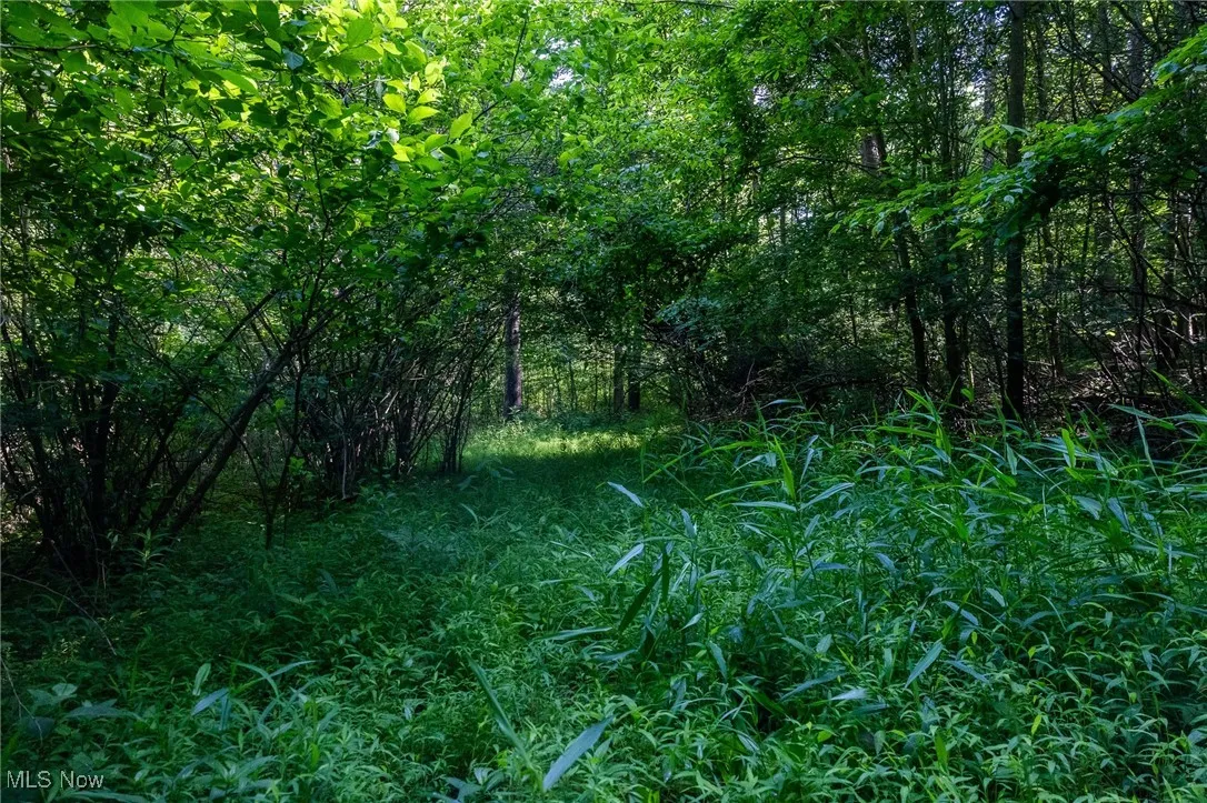 View of tree filled area
