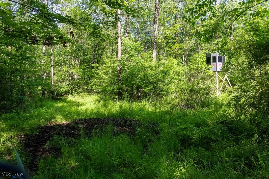 View of tree filled area