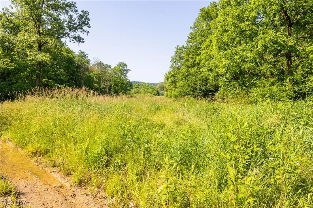 View of local wilderness
