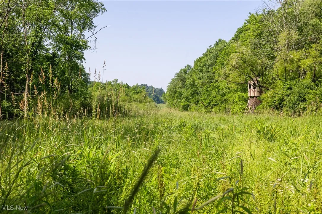 View of tree filled area