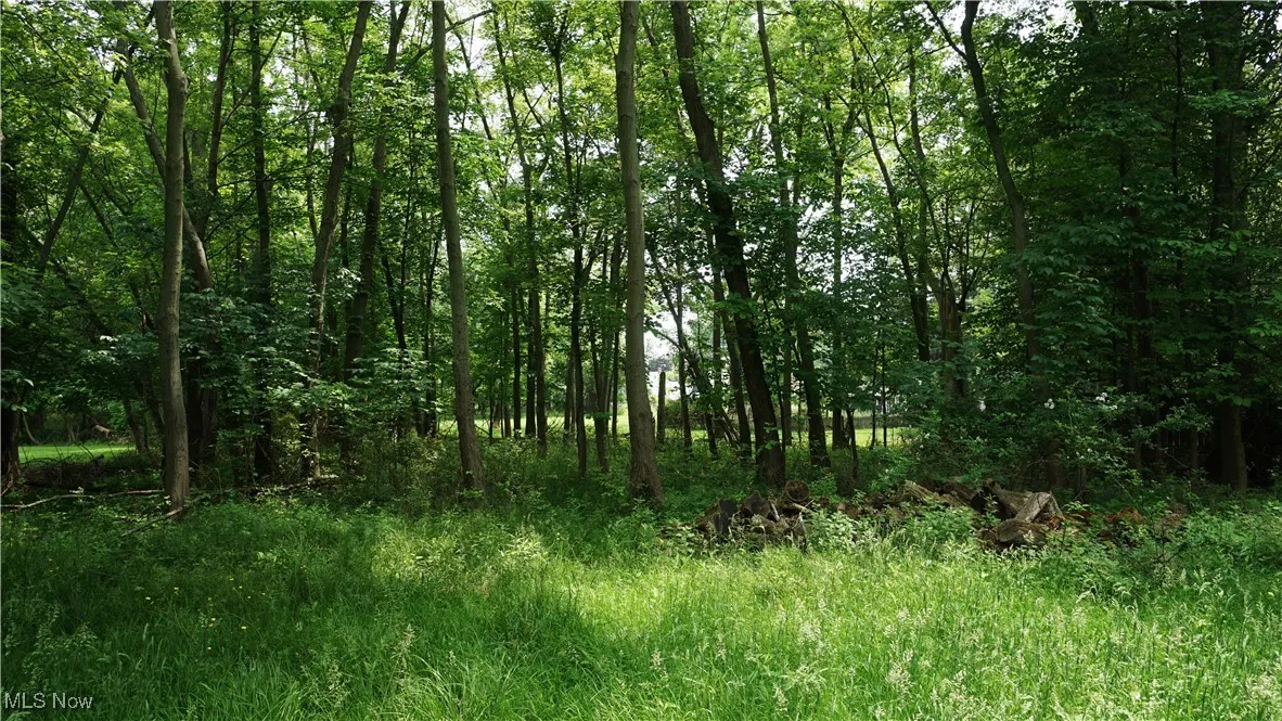 View inside of wooded back of lot