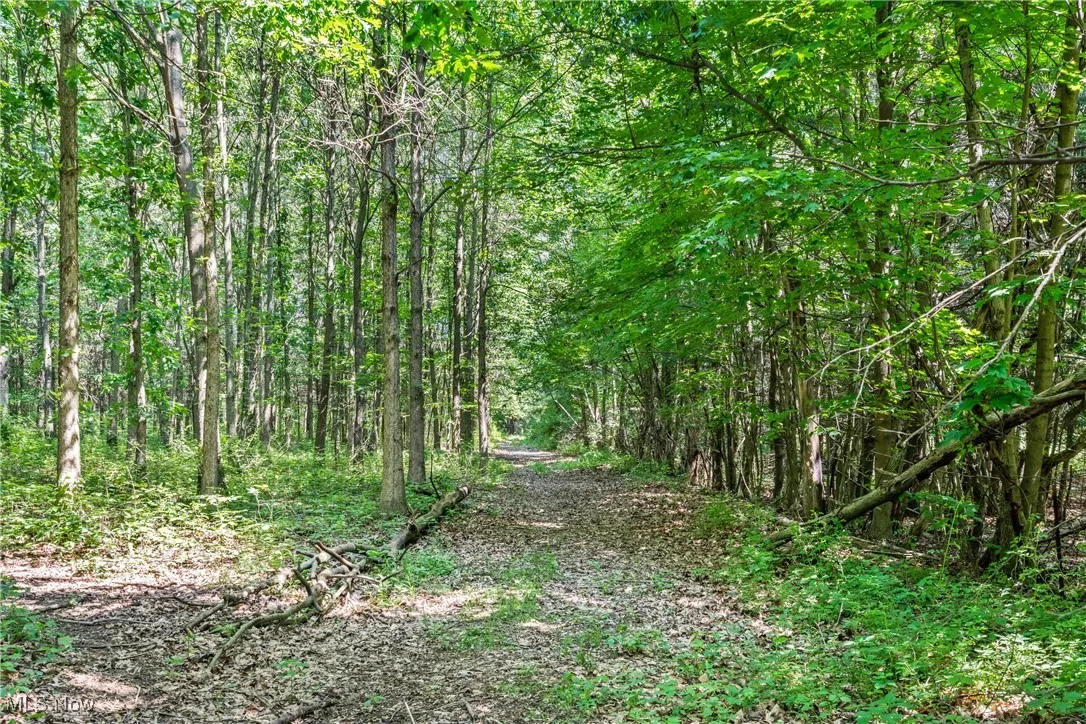 View of tree filled area
