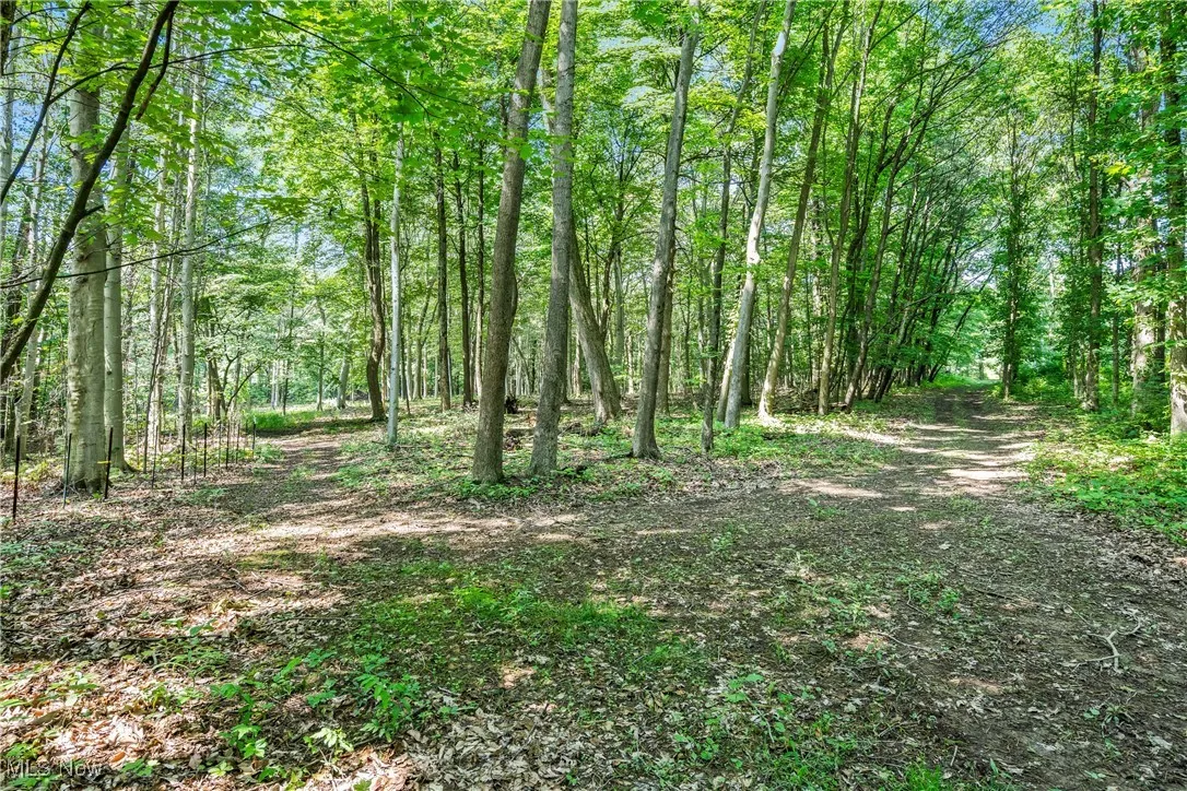 View of tree filled area