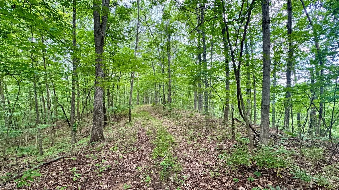 View of woods