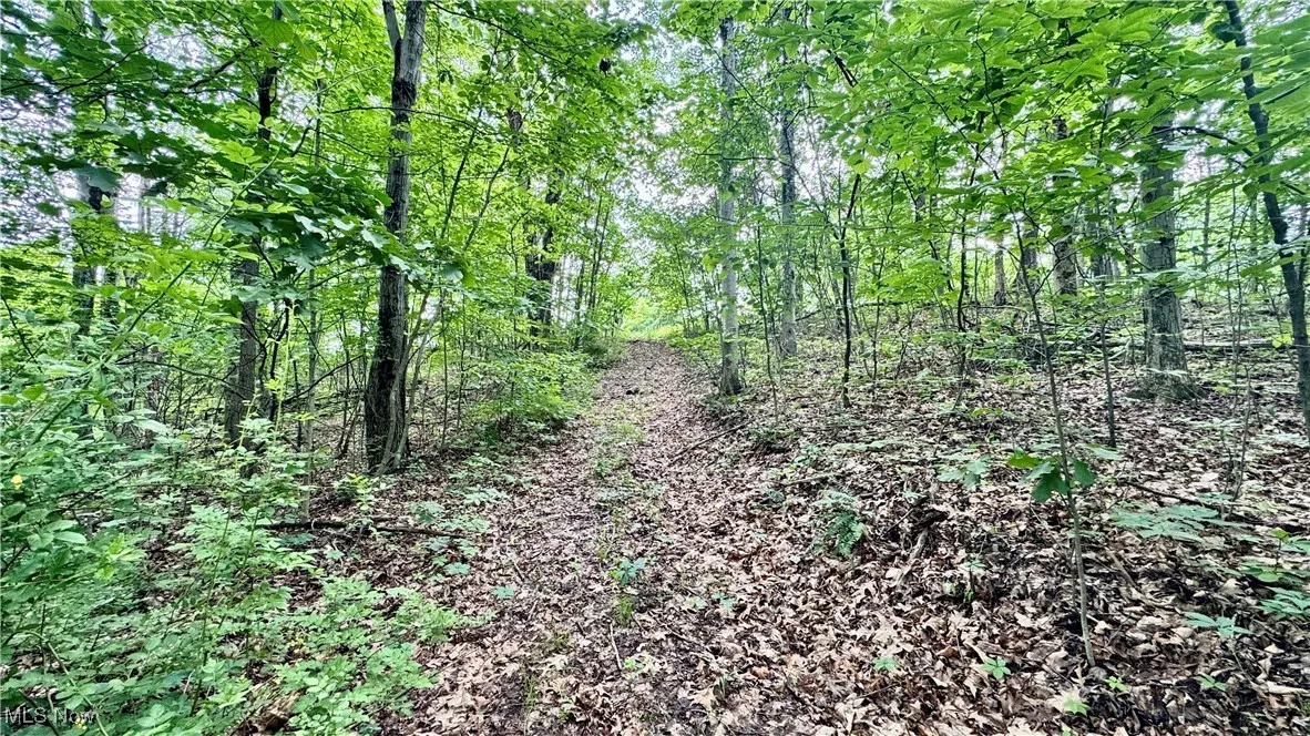 View of wooded area