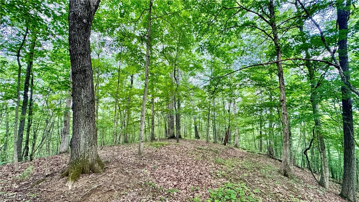 View of tree filled area