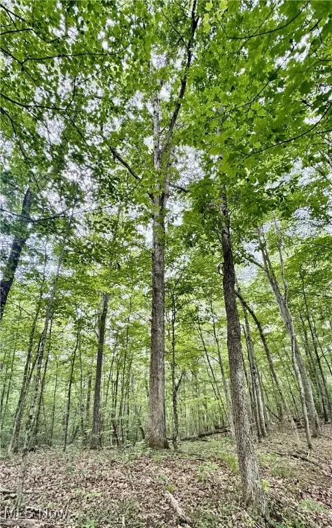 View of tree filled area