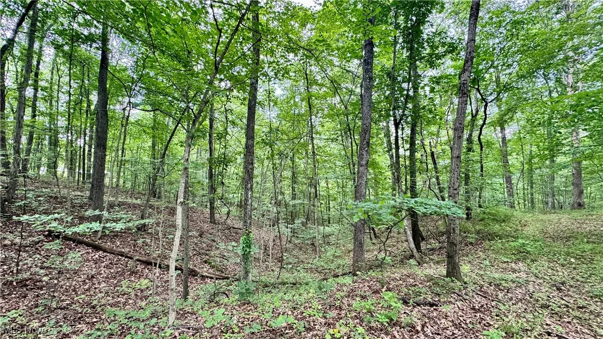View of wooded area