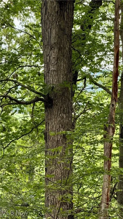 View of wooded area
