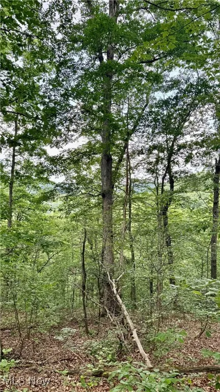View of wooded area