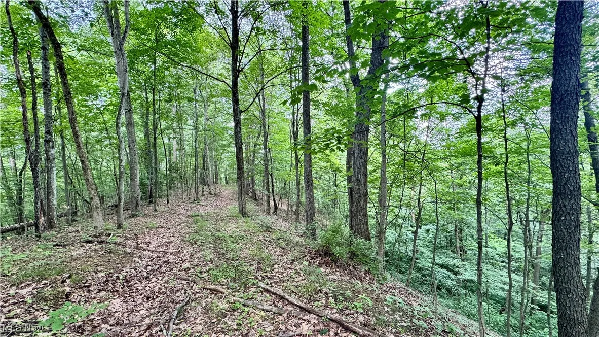 View of tree filled area