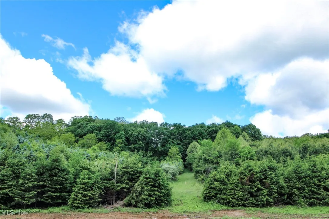 View of tree filled area