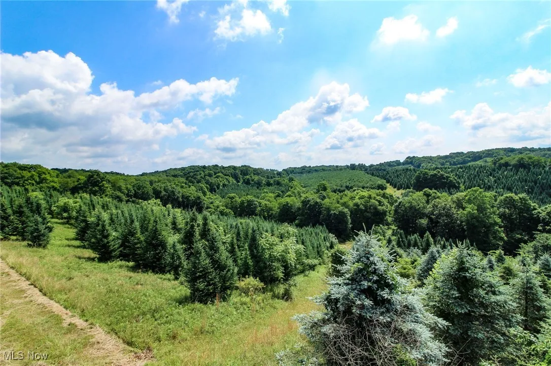 View of mountain background with a heavily wooded area