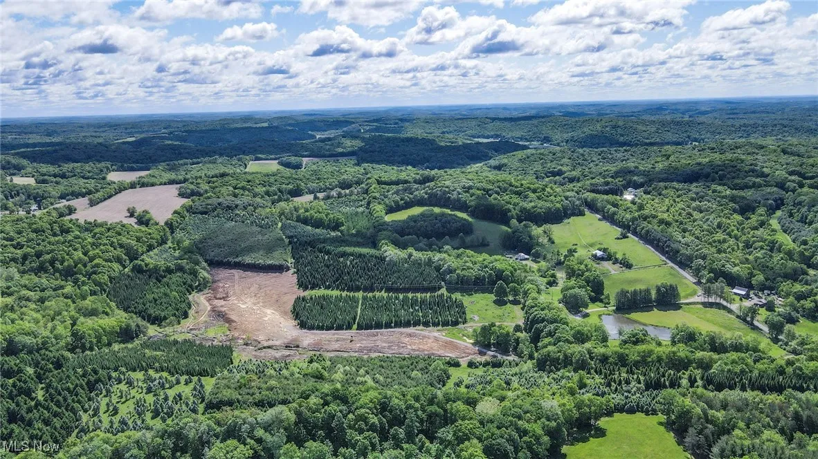 Bird's eye view of a forest