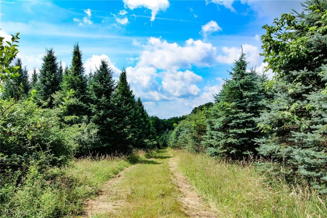 View of woods
