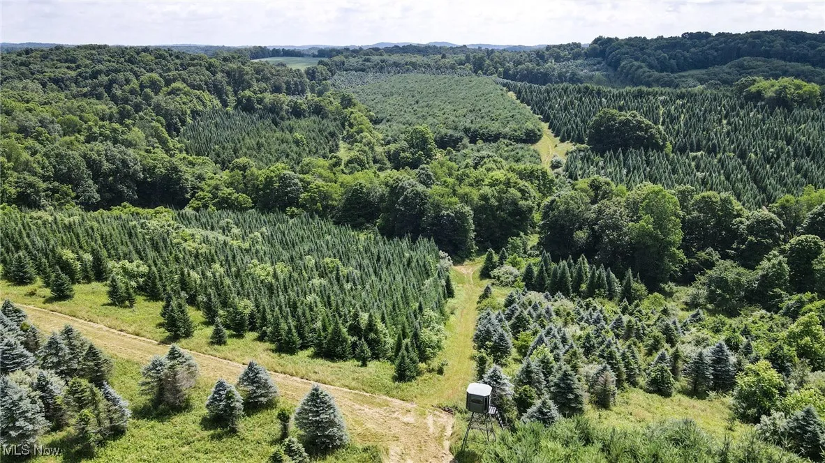 Bird's eye view of a forest