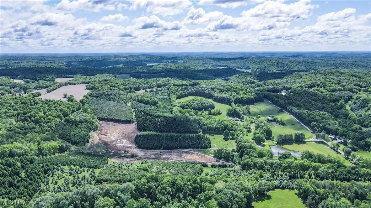 Bird's eye view of a forest