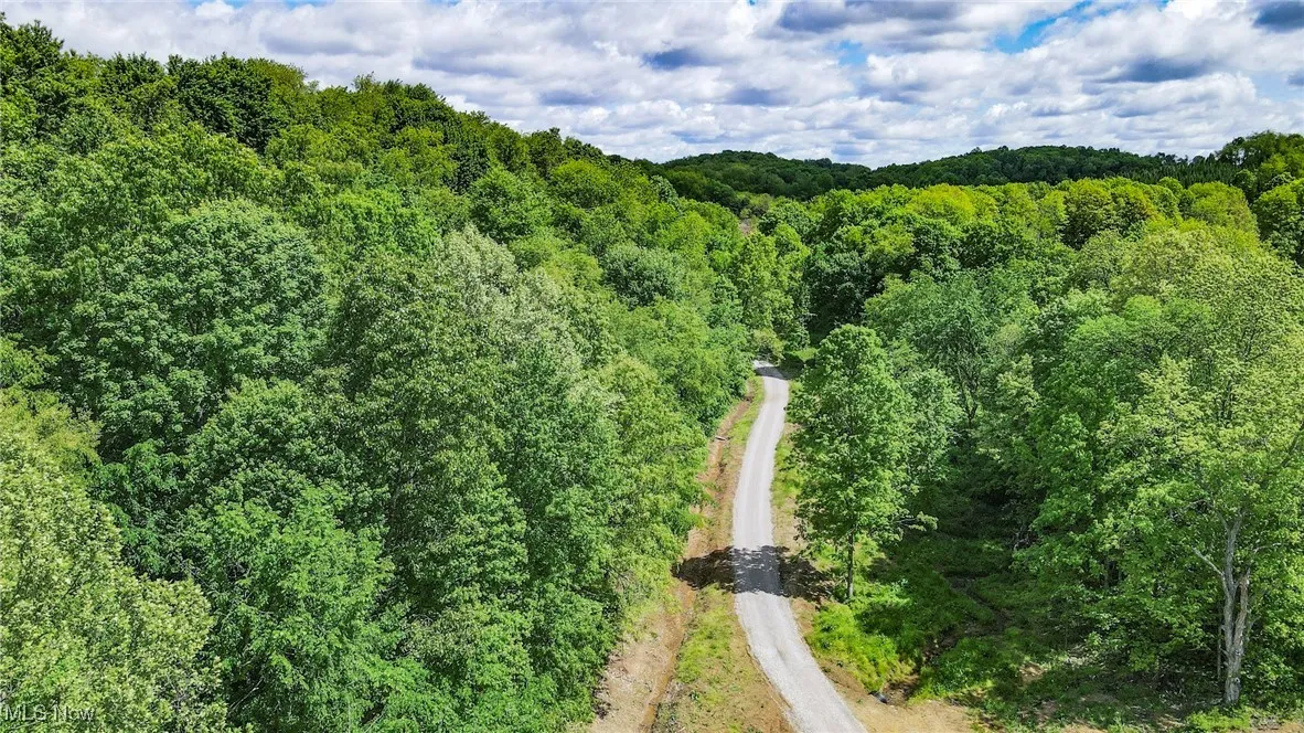 Aerial view of a forest