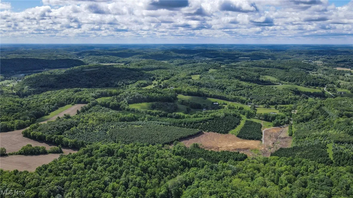 Drone / aerial view of a forest