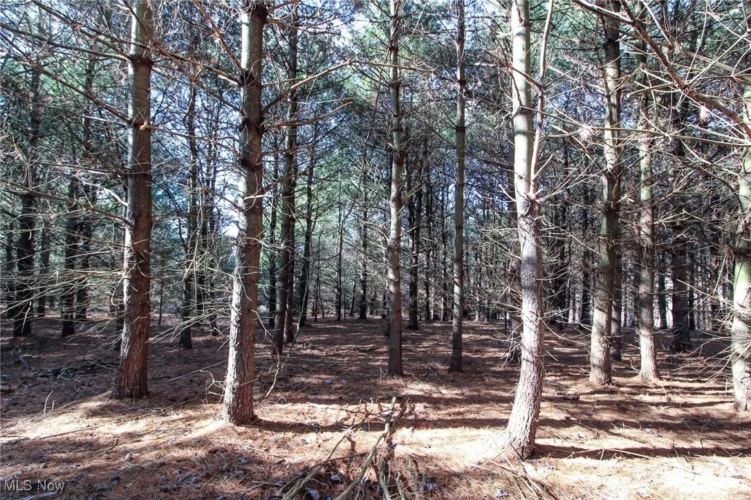 View of nature
