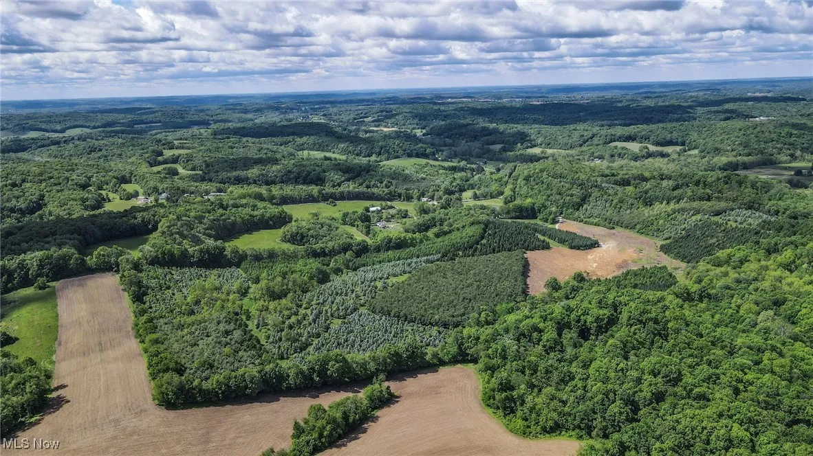 Aerial view of a forest