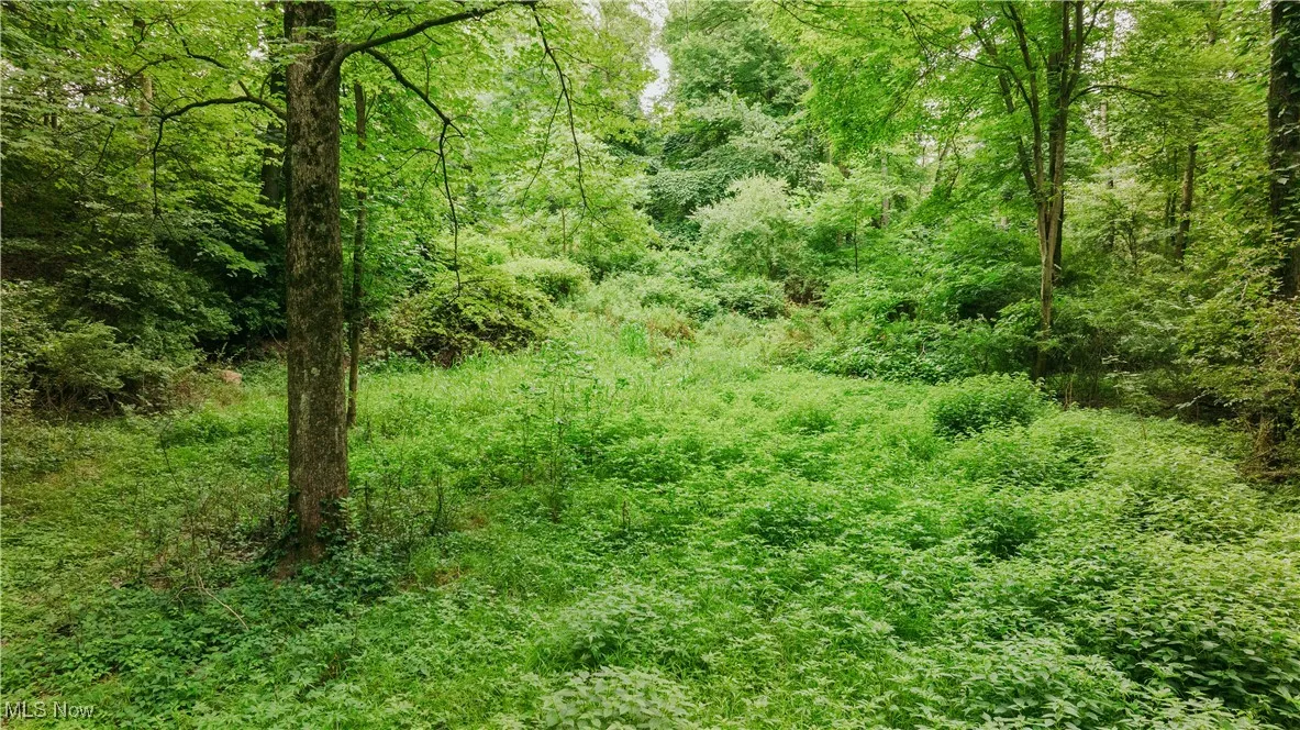 View of nature