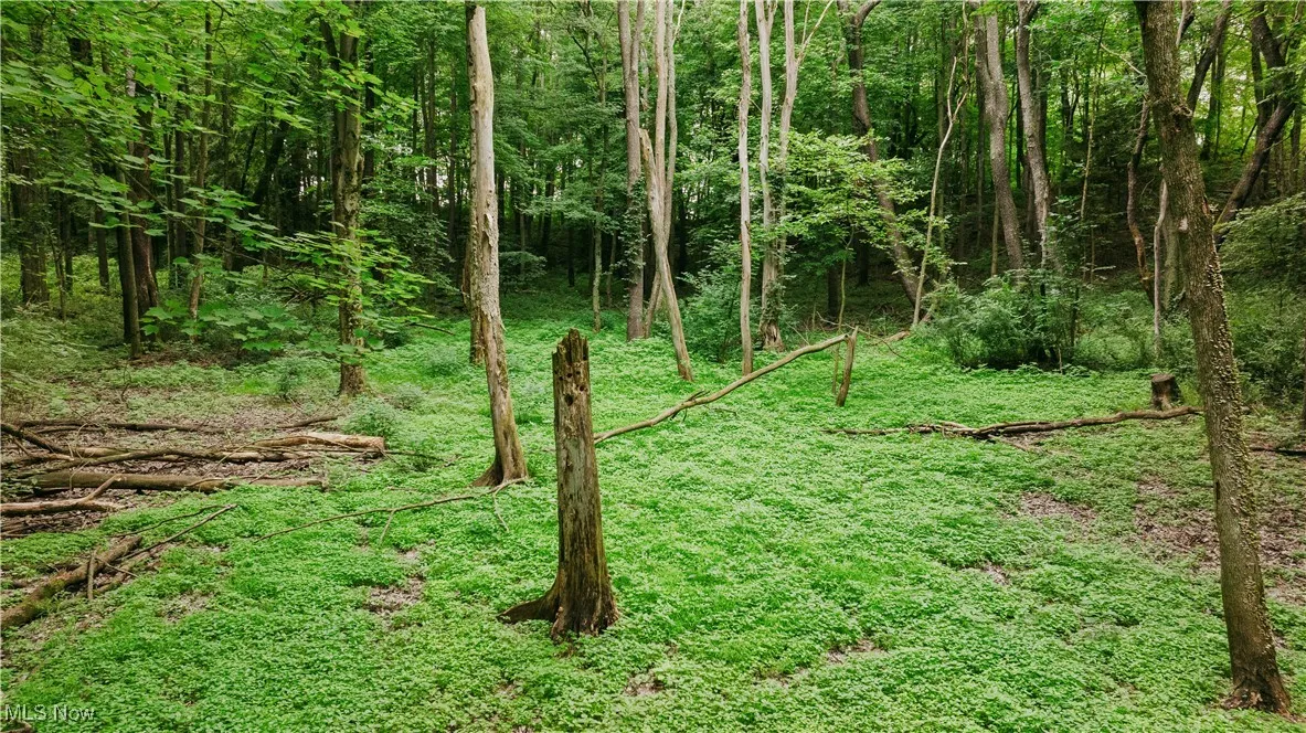 View of nature