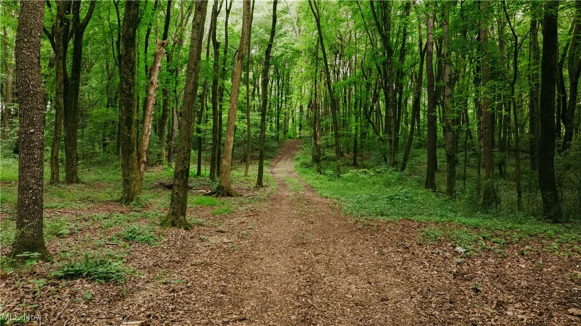 View of local wilderness