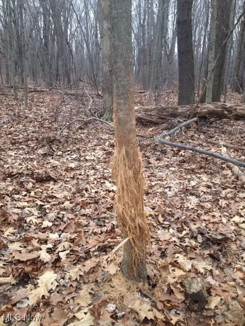 View of local wilderness