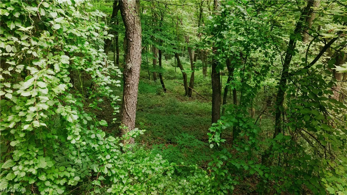 View of nature