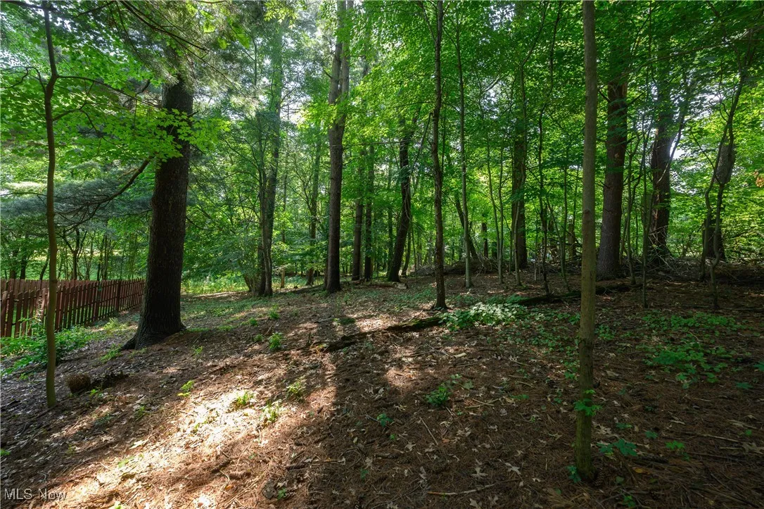 View of tree filled area