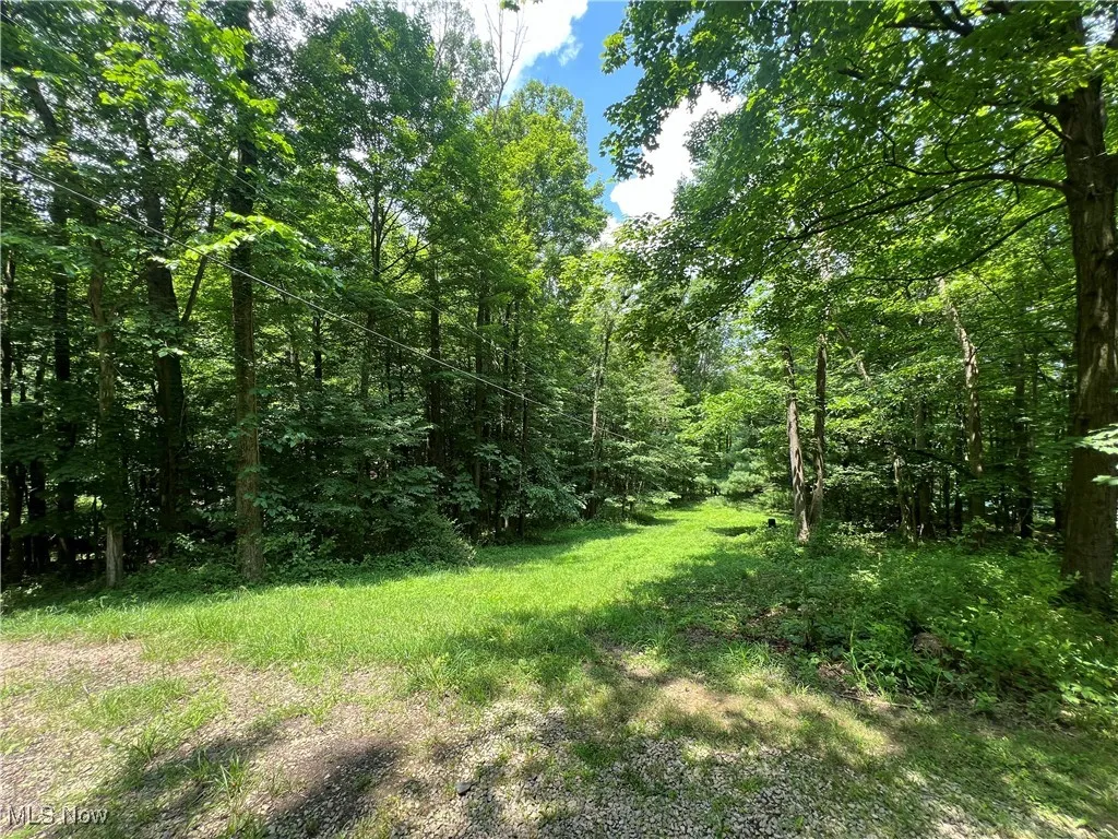 View of tree filled area