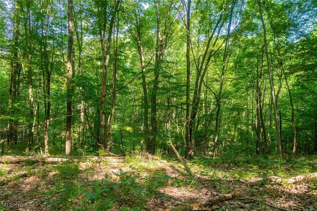 View of wooded area