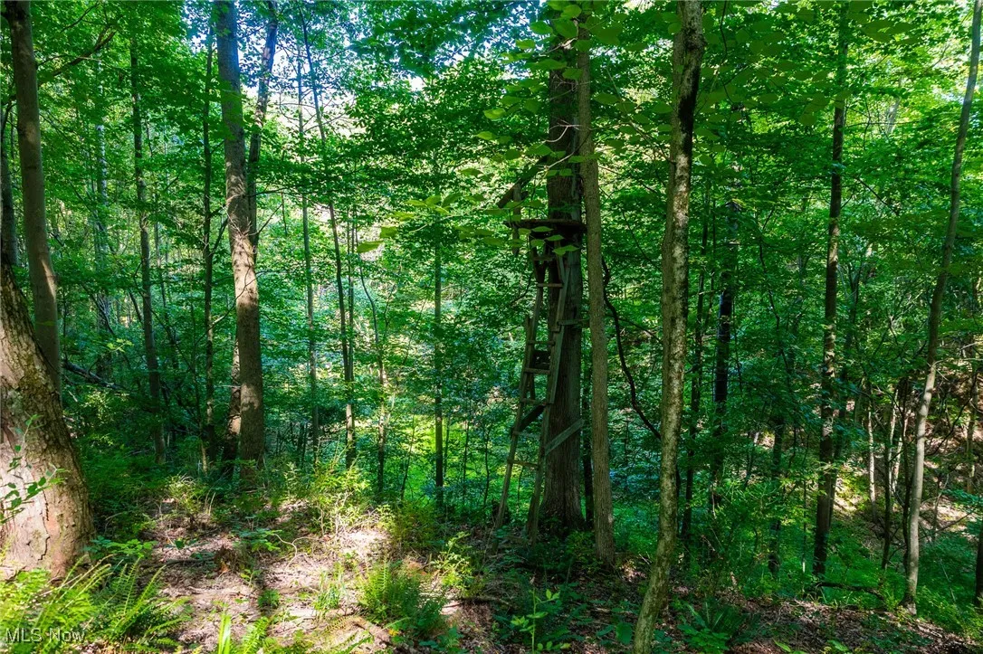 View of wooded area