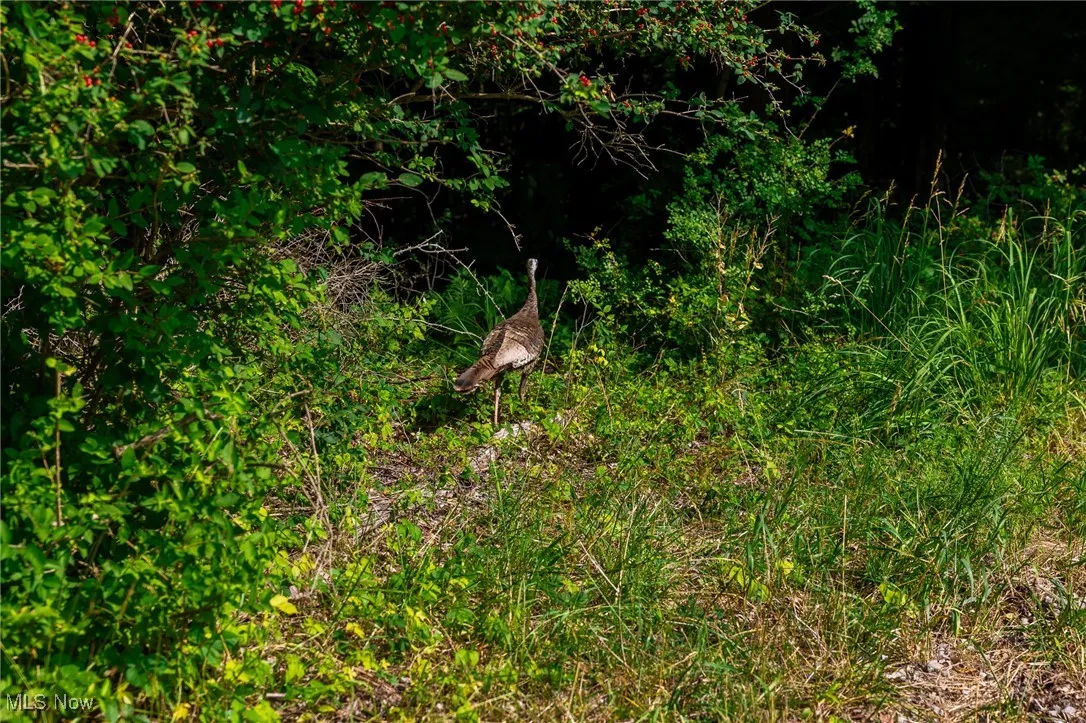 View of local wilderness