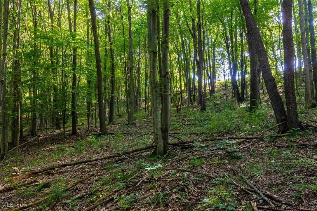 View of woods