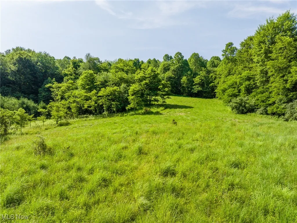 View of tree filled area