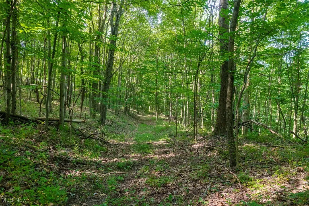View of tree filled area