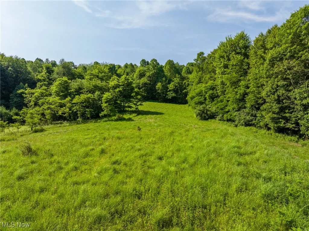View of local wilderness