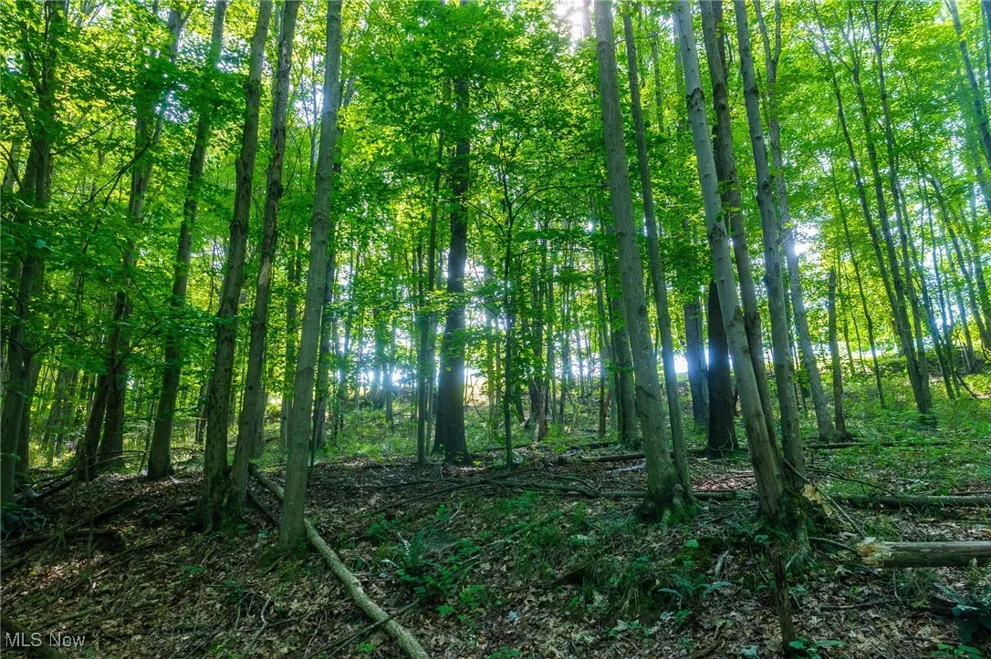 View of tree filled area