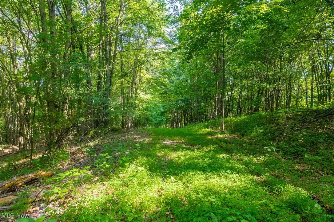 View of woods