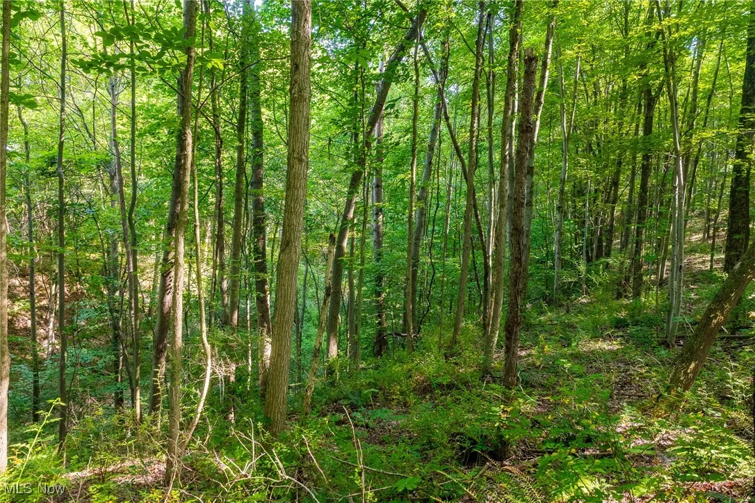 View of tree filled area