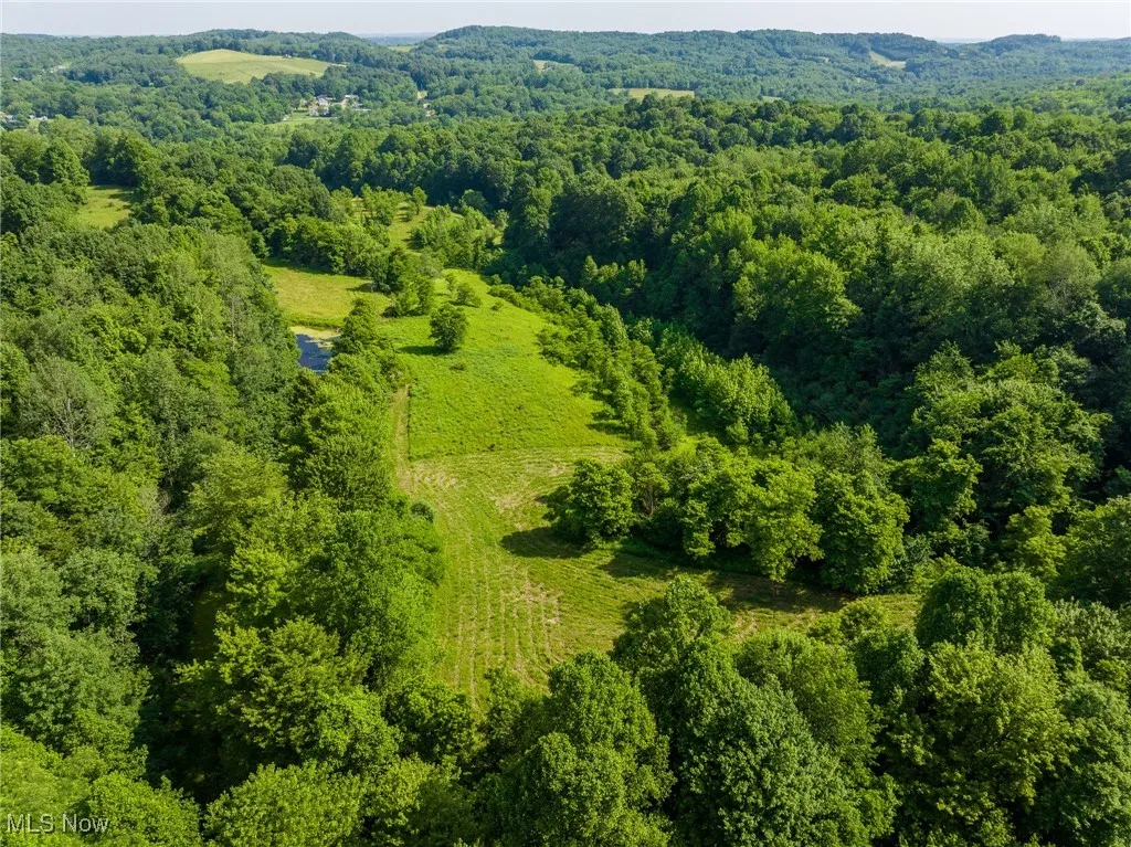 Drone / aerial view of a forest