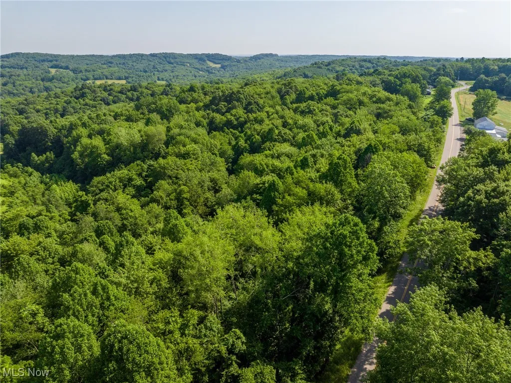 Aerial view of a forest