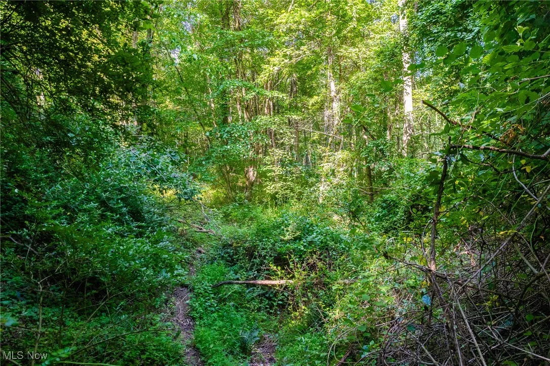 View of wooded area