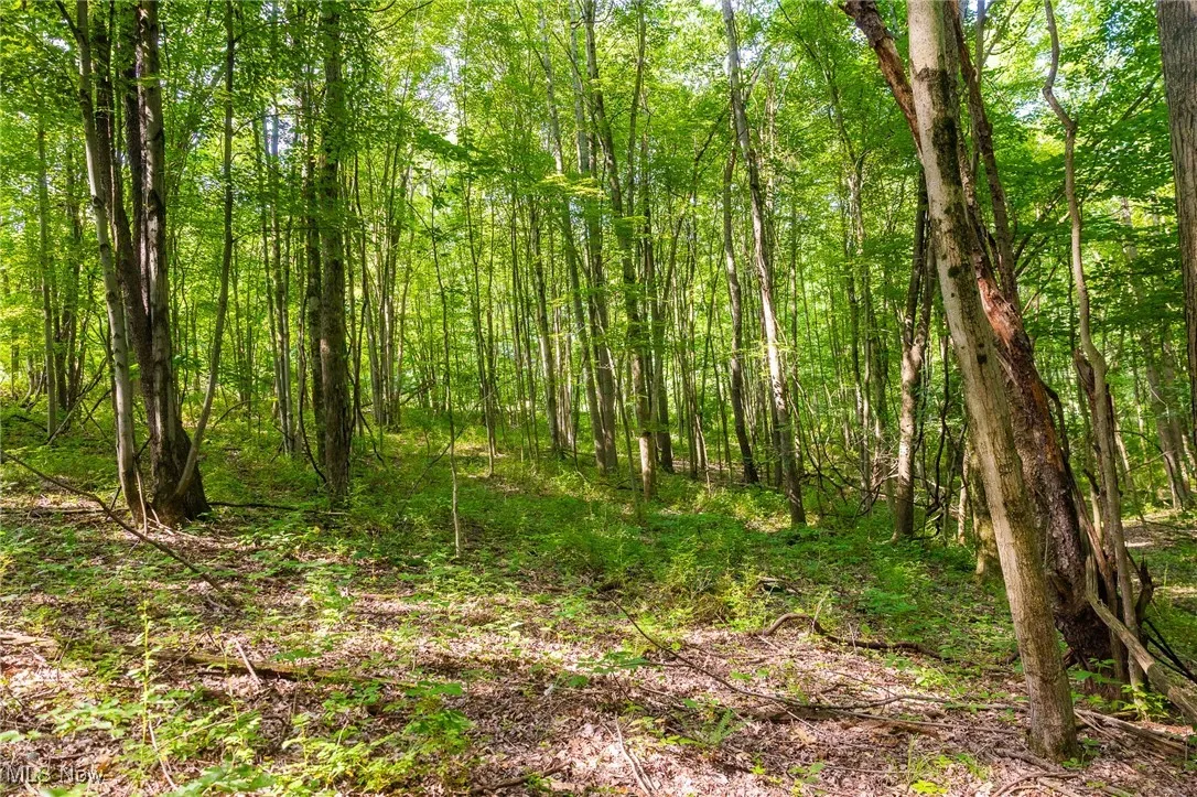 View of wooded area