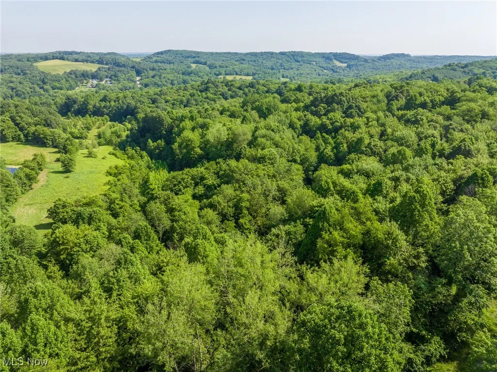 Bird's eye view of a forest