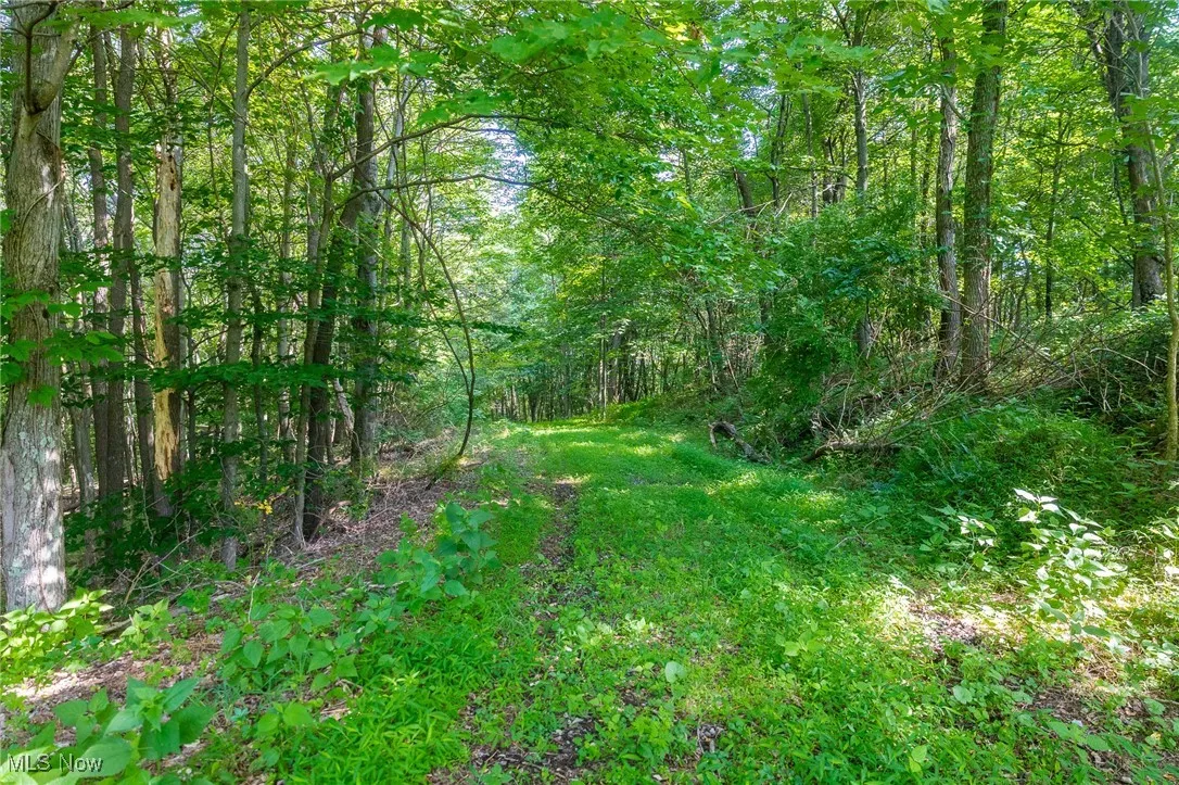View of woods